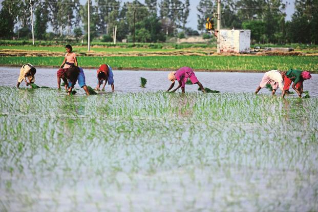 1513251841farmer1-knmF--621x414@